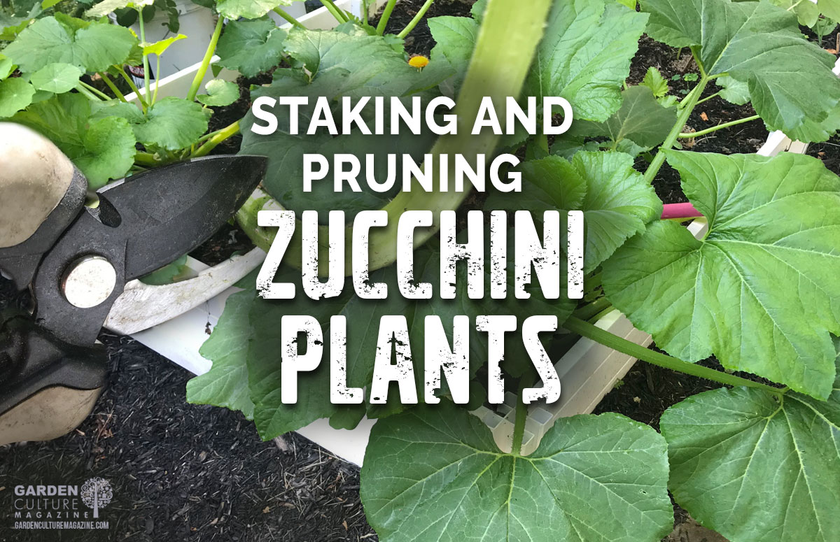 How To Prune And Stake Zucchini Plants Natures Gateway