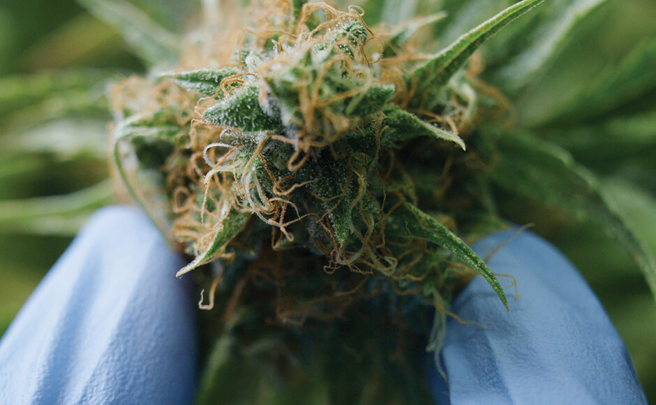 Determining the Best Time to Harvest Your Buds – Nature’s Gateway