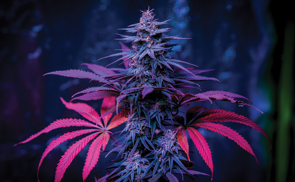 10 Best Cannabis Strains to Grow Indoors and Outdoors Nature's Gateway