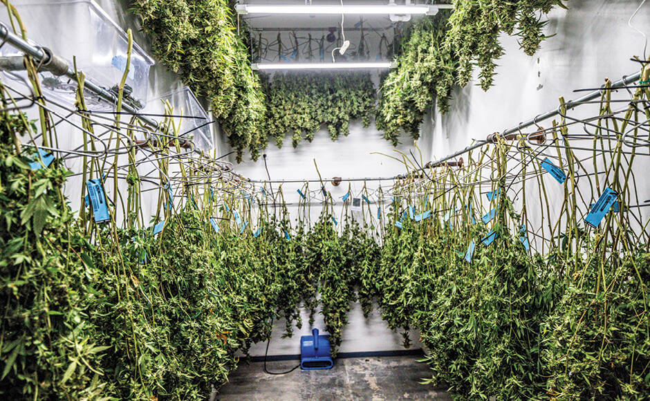 Maximum Yield Cannabis Drying Rooms 