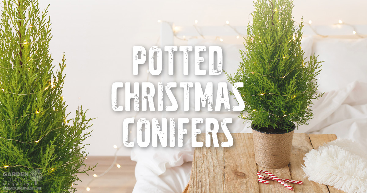 New Holiday Tradition Potted Christmas Conifers Nature's Gateway