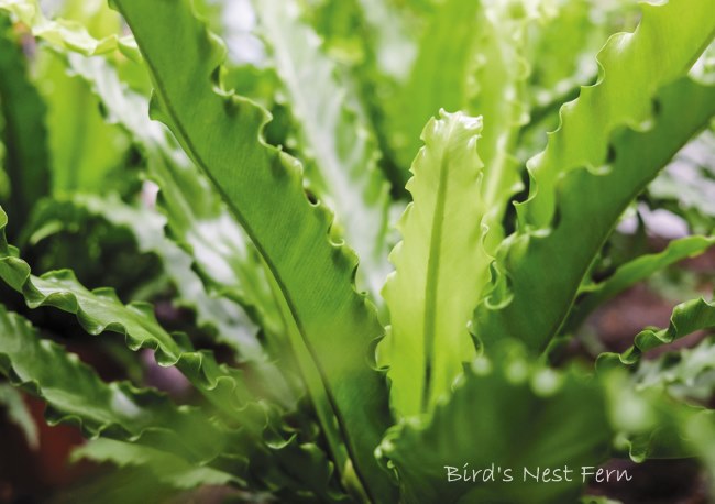 Bird Nest Fern Care How To Grow Asplenium Nidus Indoors Natures Gateway 