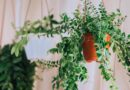 19 Beautiful Hanging Houseplants for Vertical Interest