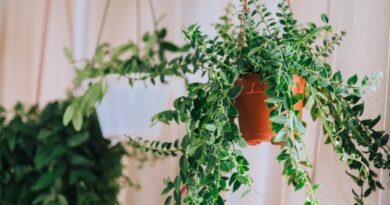 19 Beautiful Hanging Houseplants for Vertical Interest