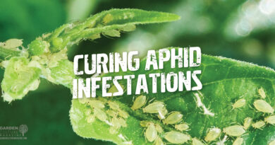 How To Prevent And Cure Aphid Infestations