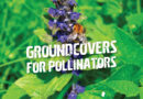 Groundcovers That Attract Pollinators To Your Garden