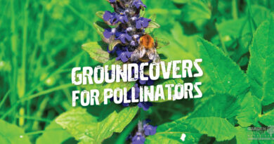 Groundcovers That Attract Pollinators To Your Garden