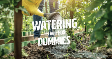 Golden Rules For Watering Your Garden Properly