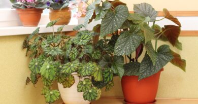 27 Tropical Plants That Thrive Indoors