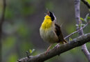 NCC: Land Lines – Birders of a feather: Ethical wildlife photography