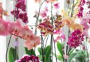 11 Signs It’s Time to Repot Your Orchid