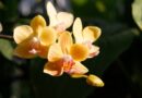 How Often Do Orchids Bloom? When to Expect Flowers