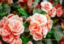 Grow Tuberous Begonia Hybrids Indoors