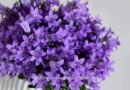 Campanula Flowers Make Gorgeous Houseplants