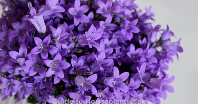 Campanula Flowers Make Gorgeous Houseplants