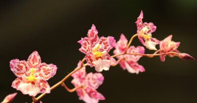 11 Easy Orchids That Are Nearly Impossible to Kill