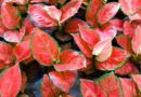 17 Houseplants with Red Foliage