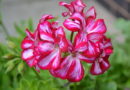 How to Grow Trailing Geranium Flowers Indoors