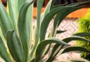 How to Propagate Agave From Leaf Cuttings