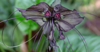 19 Halloween Houseplants That Ooze Creepy Ambiance