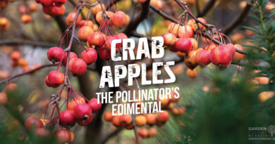 Crab Apples: The Perfect Match For Pollinators