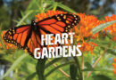 Planting A Heart Garden For Truth And Reconciliation