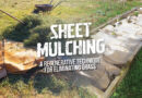 Sheet Mulching: Replace Grass To Save Water, Pollinators, Money and Time