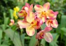 11 Orchids With Nearly Constant Blooms