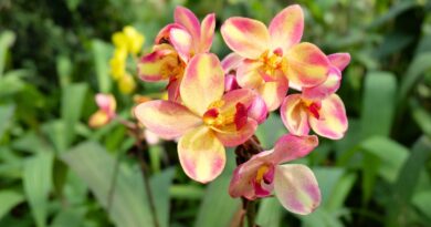 11 Orchids With Nearly Constant Blooms