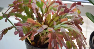 Why are My Christmas Cactus Leaves Turning Brown or Purple?