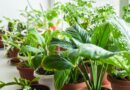 9 Pro Tips for Transitioning Houseplants Indoors for Winter