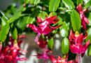 7 Signs It’s Time to Prune Your Christmas Cactus