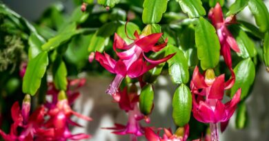 7 Signs It’s Time to Prune Your Christmas Cactus