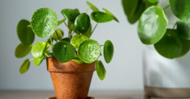 21 Forgiving Houseplants That are Easy to Keep Alive