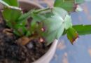 9 Reasons There are No Buds on Your Christmas Cactus This Year