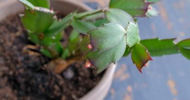 9 Reasons There are No Buds on Your Christmas Cactus This Year