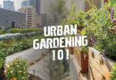 How To Plant An Urban Garden And Why It’s Important