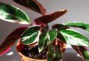 15 Houseplants to Avoid for Beginner Growers