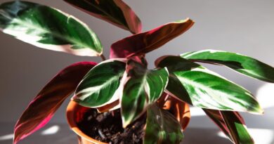 15 Houseplants to Avoid for Beginner Growers