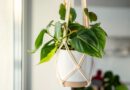 17 Houseplants That Don’t Mind Dry Air