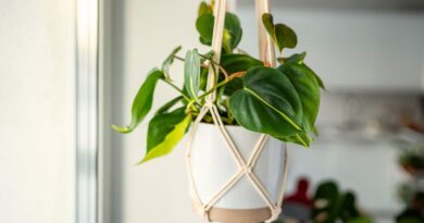 17 Houseplants That Don’t Mind Dry Air