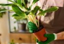 How Long Can You Leave Houseplants in Their Original Plastic Pot?