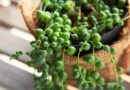 17 Best Houseplants for Allergy Sufferers