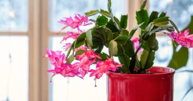 How to Promote Flowering in your Christmas Cactus: 7 Pro Tips