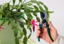 How to Prune Your Christmas Cactus in 5 Steps