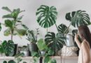 9 Ways You Should Treat Your Houseplants Differently in Winter