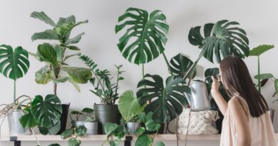 9 Ways You Should Treat Your Houseplants Differently in Winter