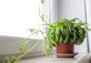 What to Do With Spider Plant Babies