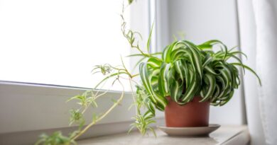 What to Do With Spider Plant Babies