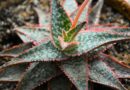 How to Grow and Care for ‘Christmas Carol’ Aloe